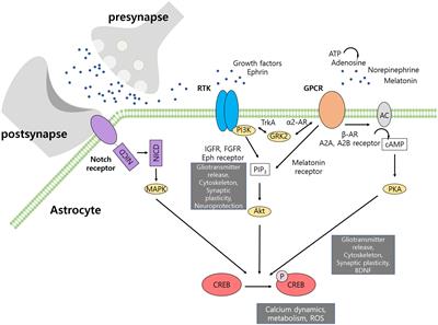 Frontiers | Cyclic AMP Response Element-binding Protein (CREB ...